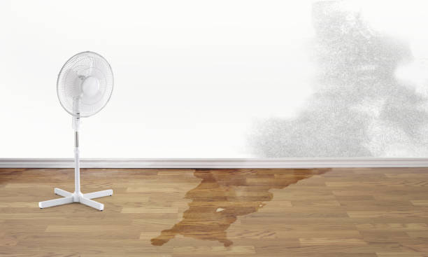 Best Water damage restoration mold remediation  in Elim, PA